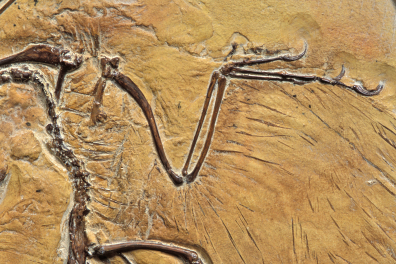 Archaeopteryx (détail du membre antérieur)